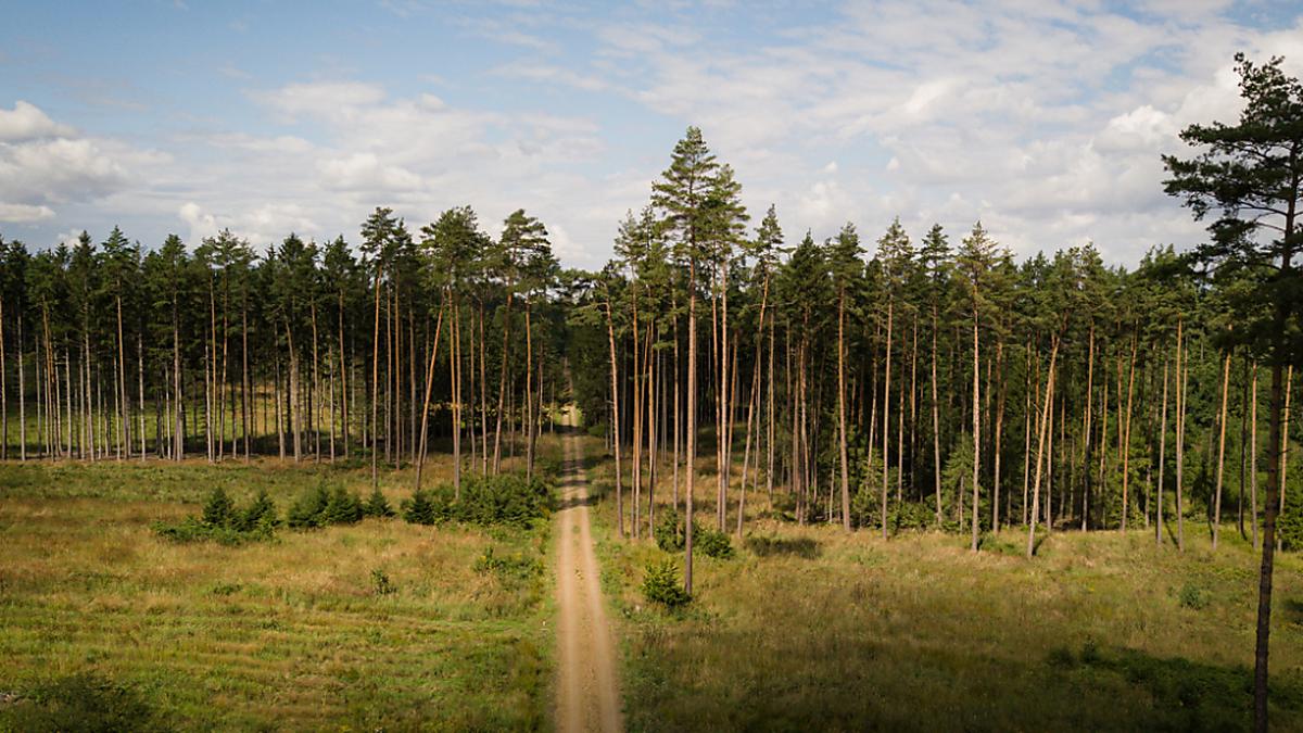 Das Renaturierungsgesetz setzt sich unter anderem für die Aufforstung von Wäldern ein