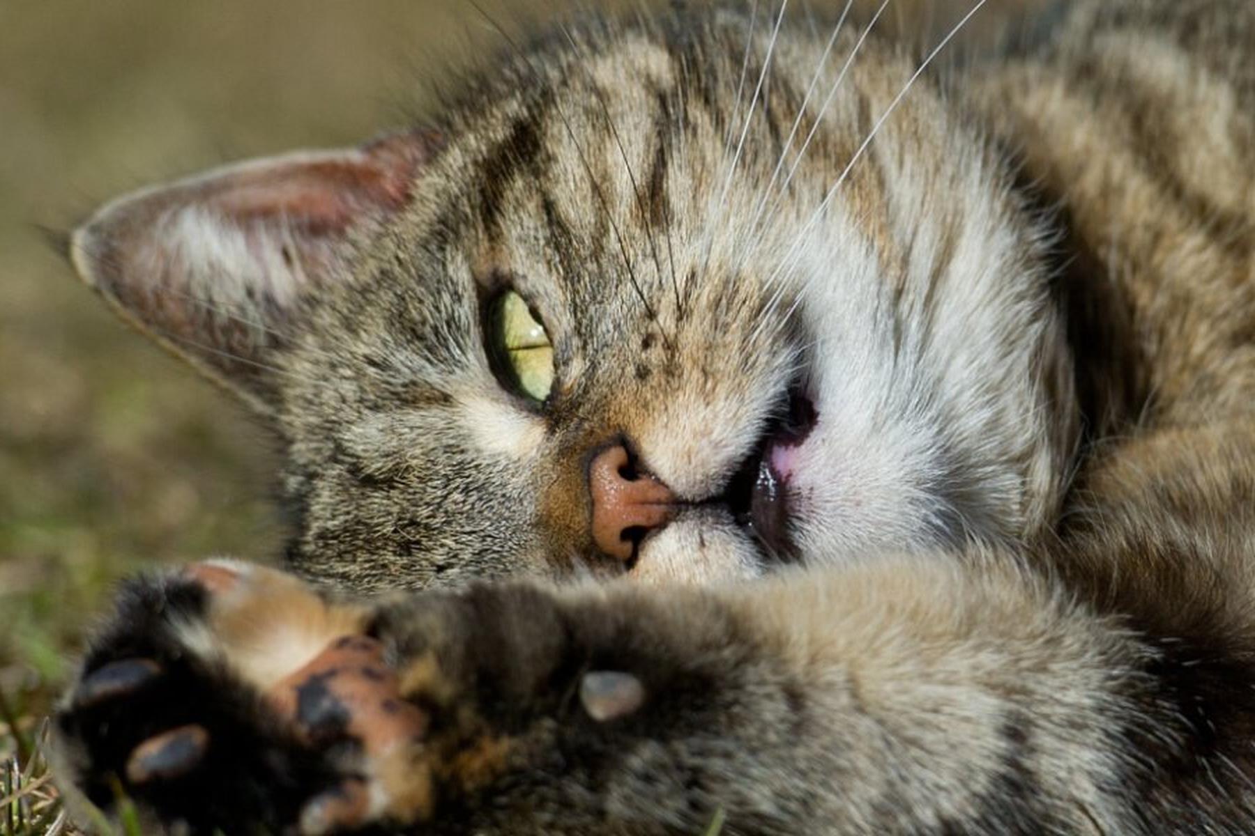 Wien/Rom: Hauskatze kam wohl erst vor 2.000 Jahren in Europa an