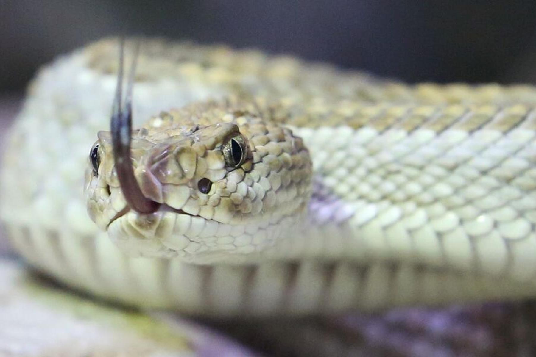 Kaiserslautern: Klapperschlange beißt Mann in Deutschland ins Gesicht