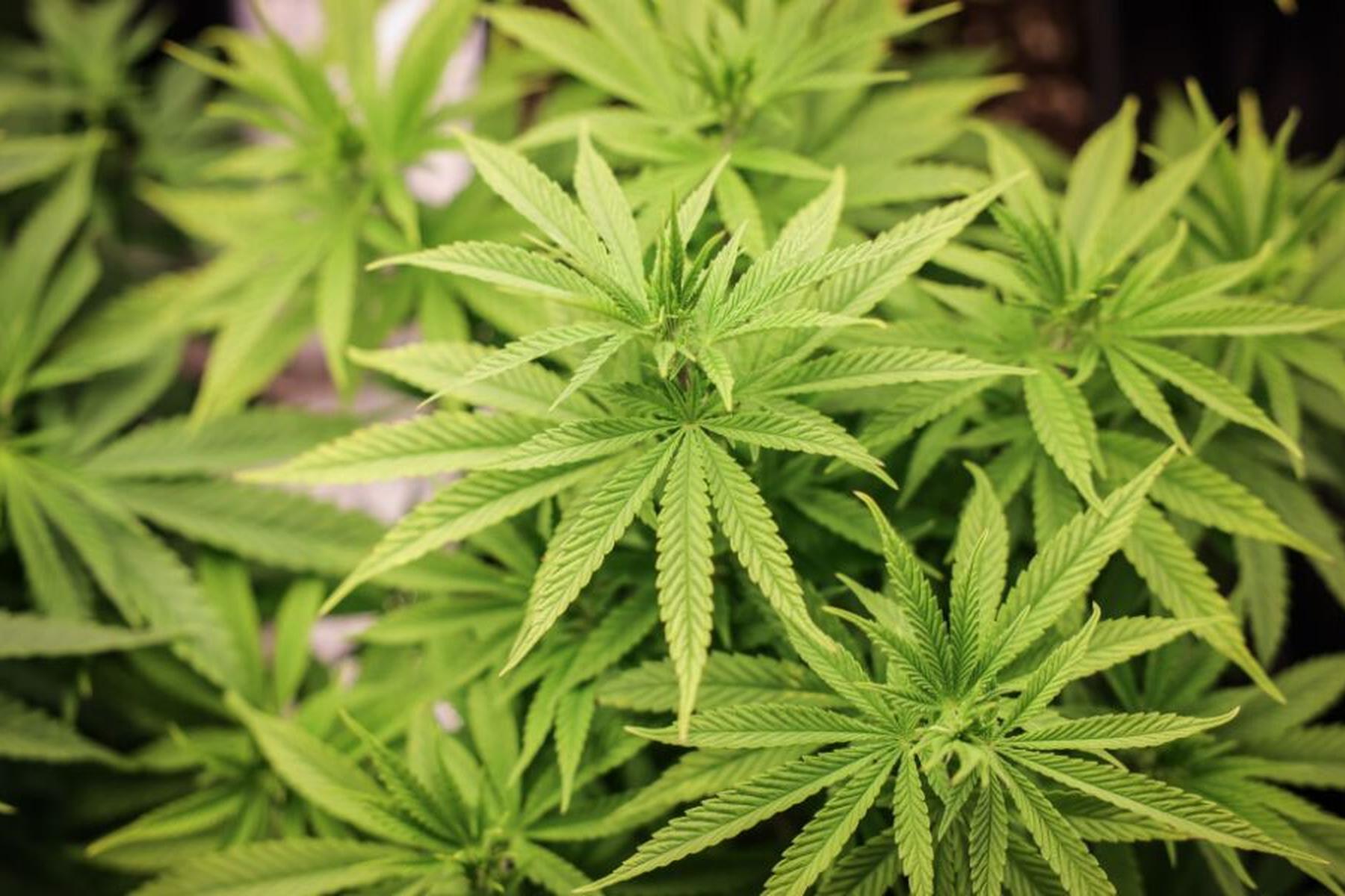 Wien/Korneuburg/Mistelbach: Betreiber einer Cannabis-Plantage neben Friedhof verurteilt