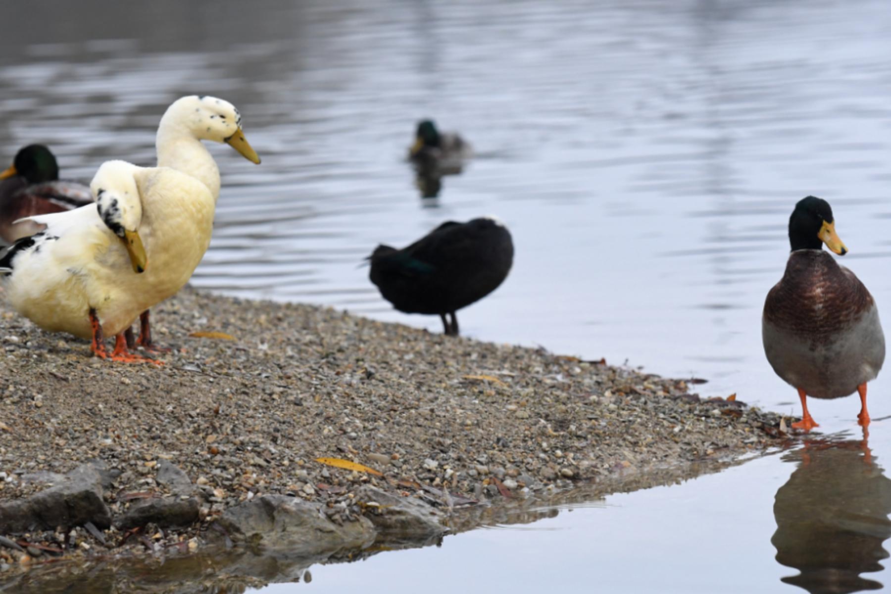 Linz/Österreich: Österreich ab Montag Gebiet mit erhöhtem Vogelgrippe-Risiko