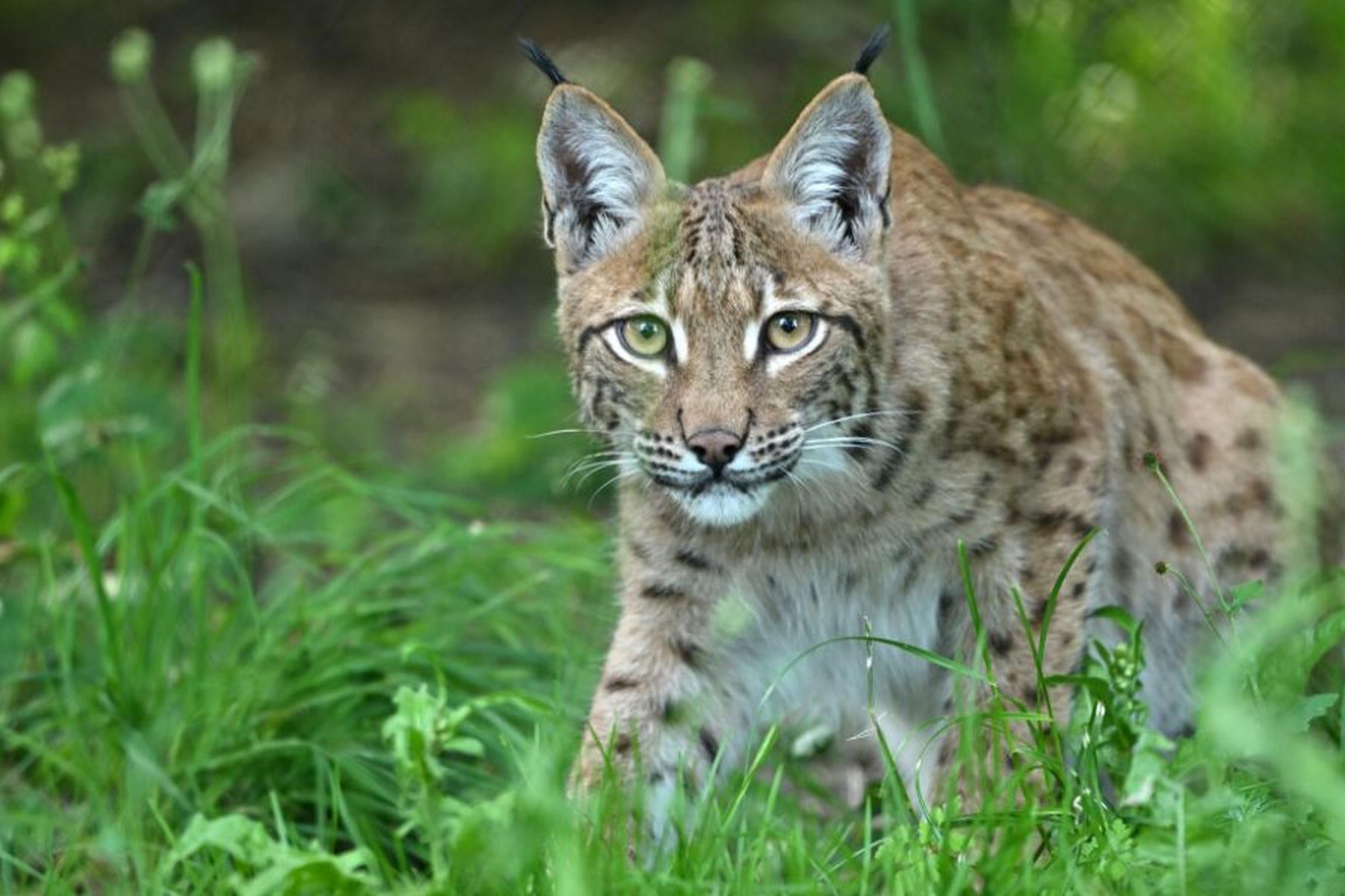 Wien: WWF fordert besseren Schutz für gefährdeten Luchs