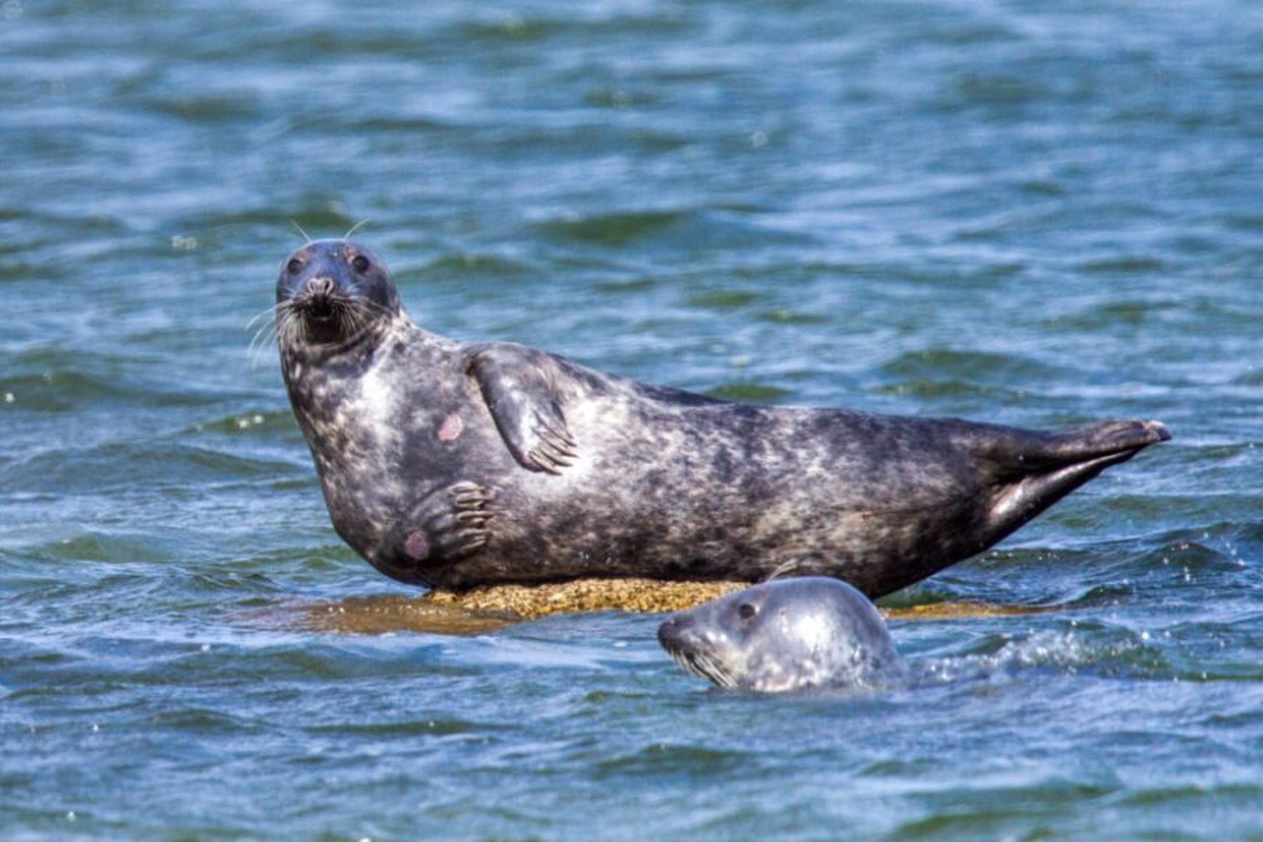 Hamburg: Polizei in Hamburg rettet verletzte Robbe aus Elbe