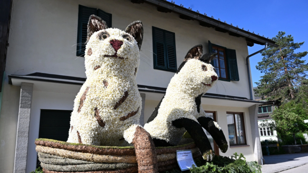 Die "süßen Kätzchen" gewinnen in der Kategorie "neue Gestelle" | Die "süßen Kätzchen" gewinnen in der Kategorie "neue Gestelle"