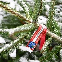 Greenpeace sieht die Christbaumproduktion als Gefahr für das Klima