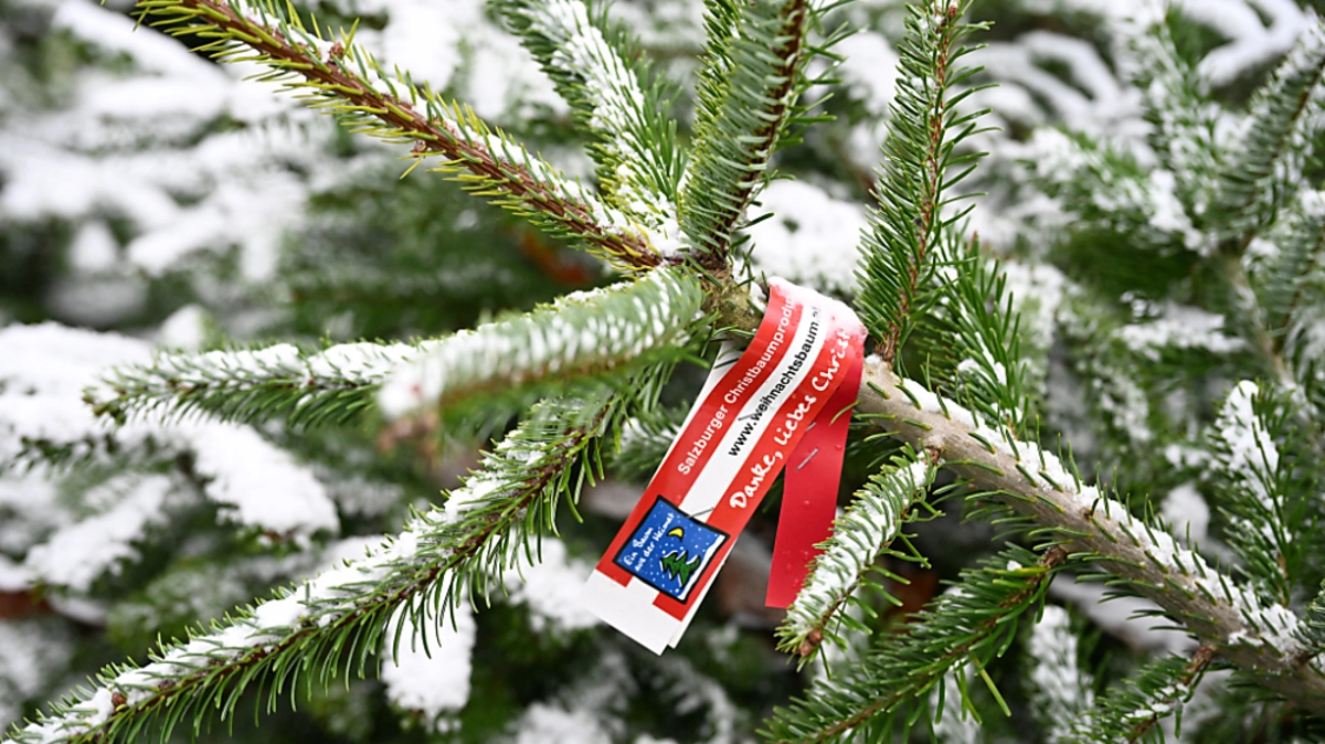 Greenpeace sieht die Christbaumproduktion als Gefahr für das Klima | Greenpeace sieht die Christbaumproduktion als Gefahr für das Klima