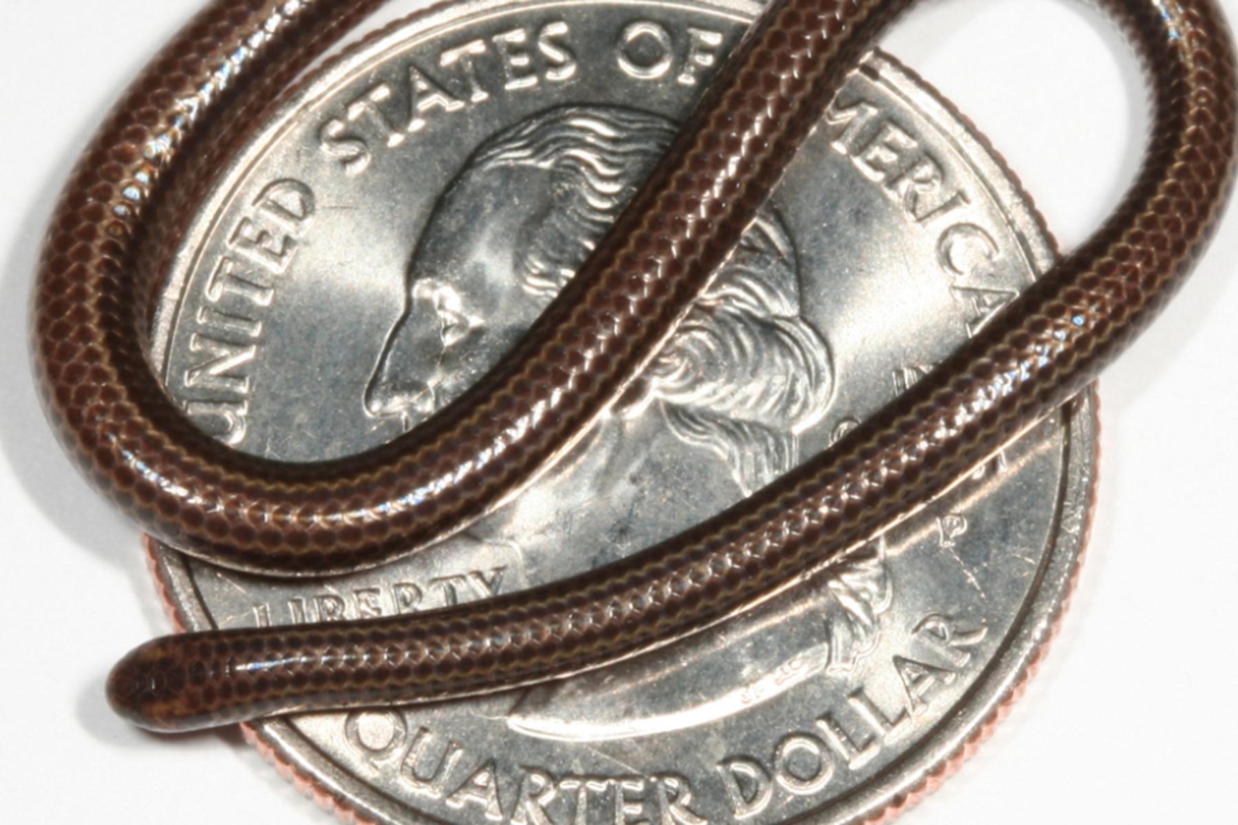 Bridgetown: Kleinste Schlange der Welt nach 20 Jahren wiederentdeckt