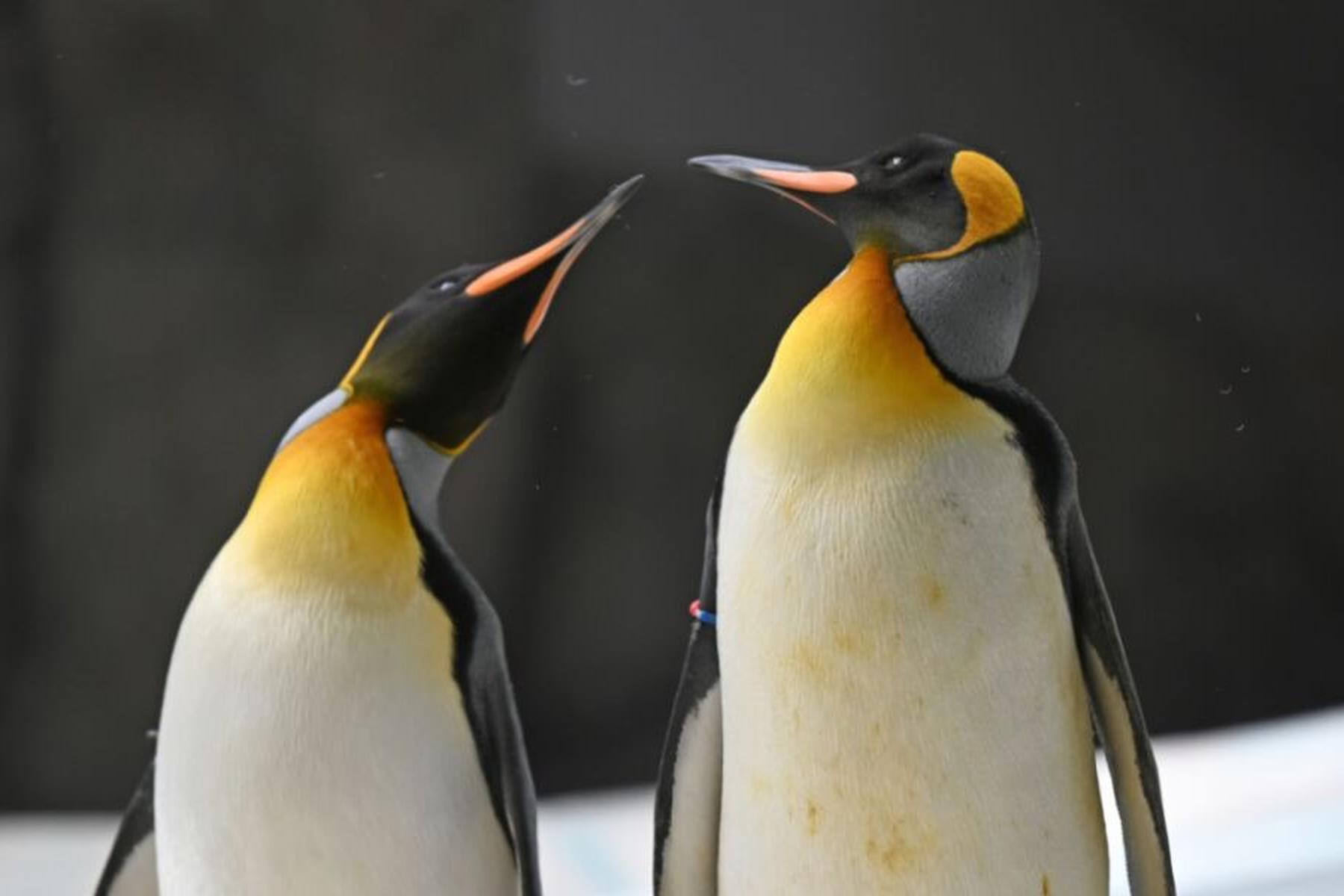 Canberra: Pinguine in der Antarktis langfristig bedroht