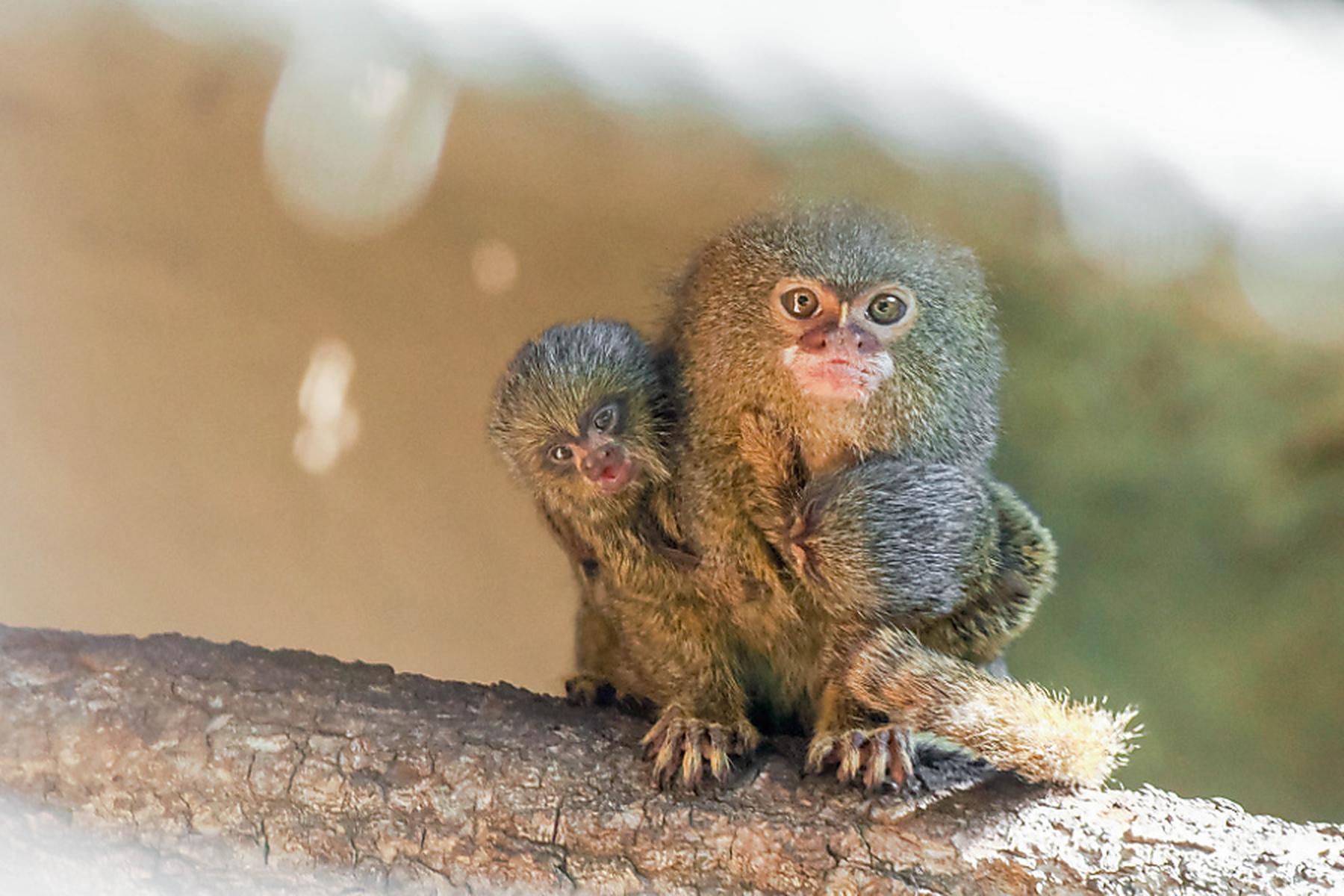 Salzburg: Nachwuchs bei kleinster Affenart der Welt im Zoo Salzburg