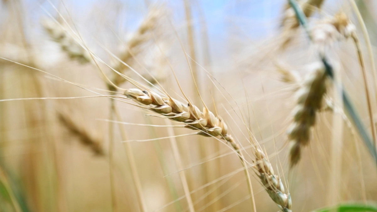 Der Klimawandel wirkt sich stark auf die globale Nahrungsproduktion aus | Der Klimawandel wirkt sich stark auf die globale Nahrungsproduktion aus