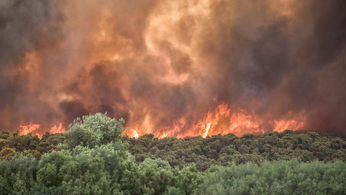 Waldbrände werden durch die Erderwärmung häufiger und heftiger | Waldbrände werden durch die Erderwärmung häufiger und heftiger