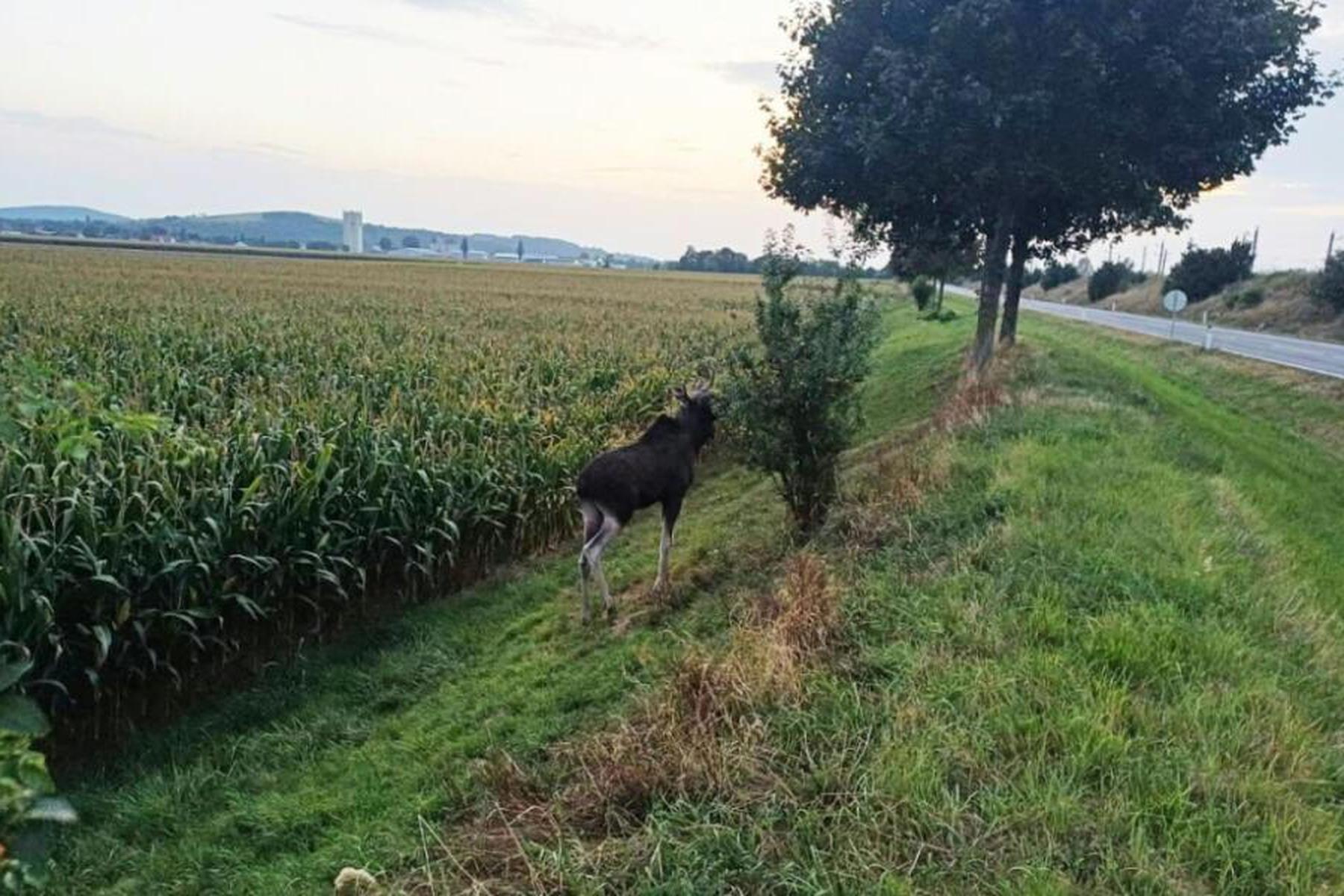 St. Pölten: "Emil" seit zweieinhalb Wochen "Wahl-Niederösterreicher"