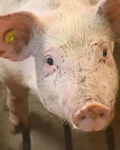 In der Schweinebranche gibt es Veränderung - doch nicht genug für alle