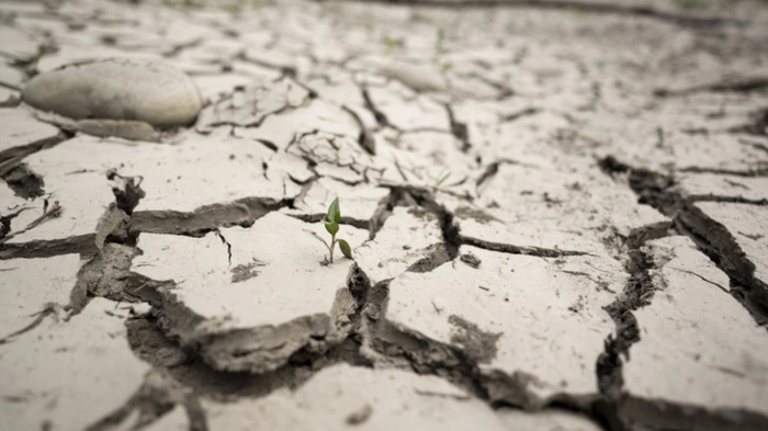 Die Trockenheit dominiert | Die Trockenheit dominiert