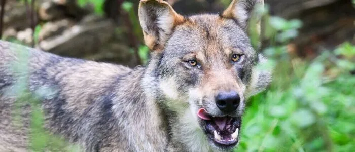 An den Wunden der Stute wurde die DNA eines Wolfs sichergestellt