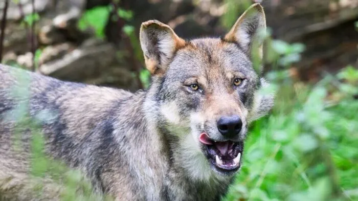 An den Wunden der Stute wurde die DNA eines Wolfs sichergestellt