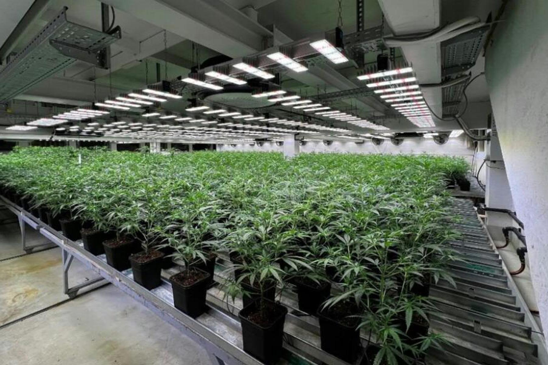 Bregenz: 47-Jähriger soll in Vorarlberg Cannabis angebaut haben