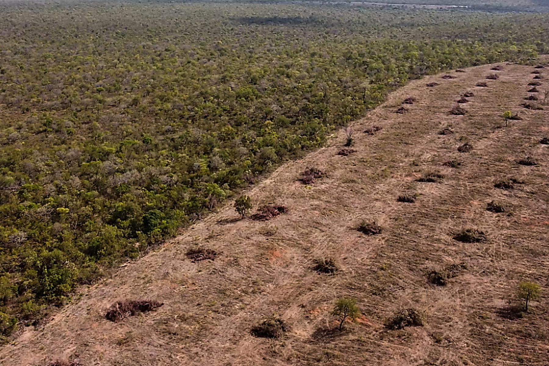 Brasilia: Abholzung im Amazonas-Regenwald nimmt wieder zu