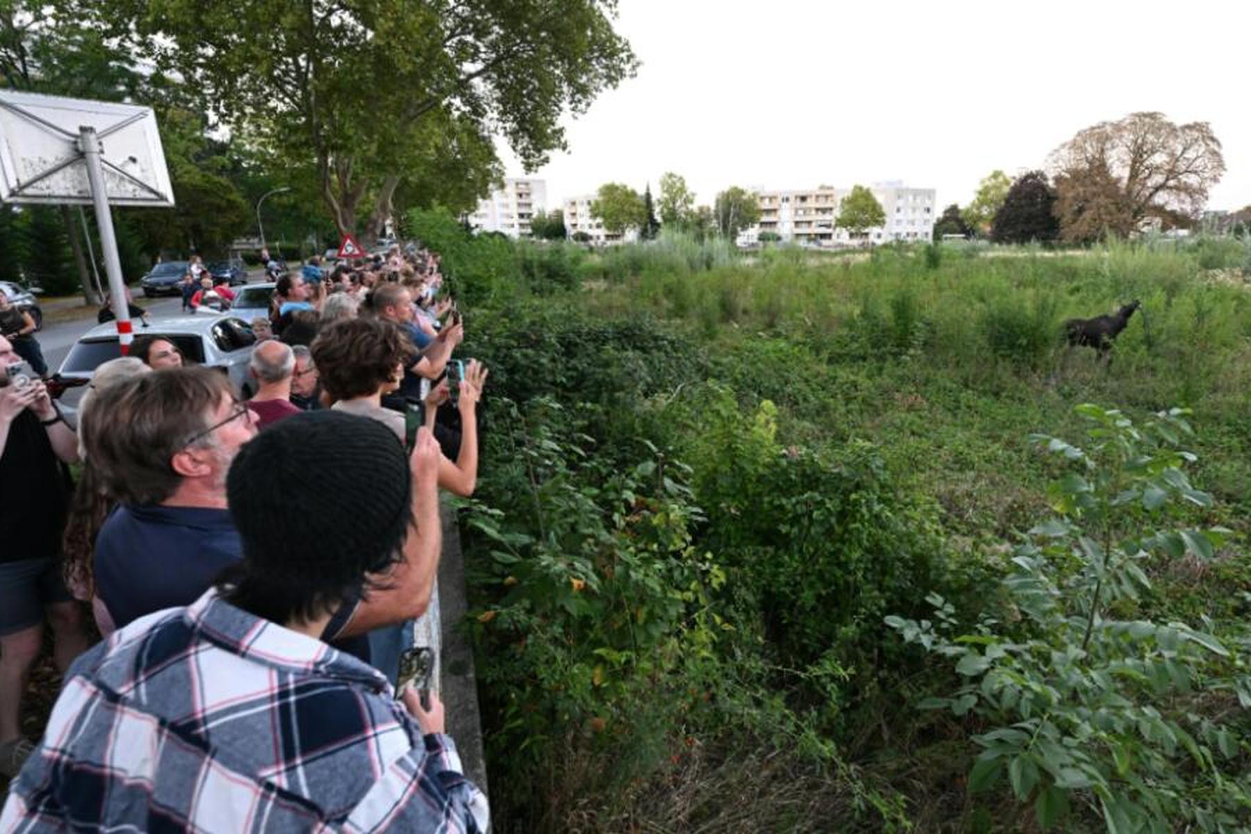 St. Pölten: Elch "Emil" hielt St. Pölten auf Trab