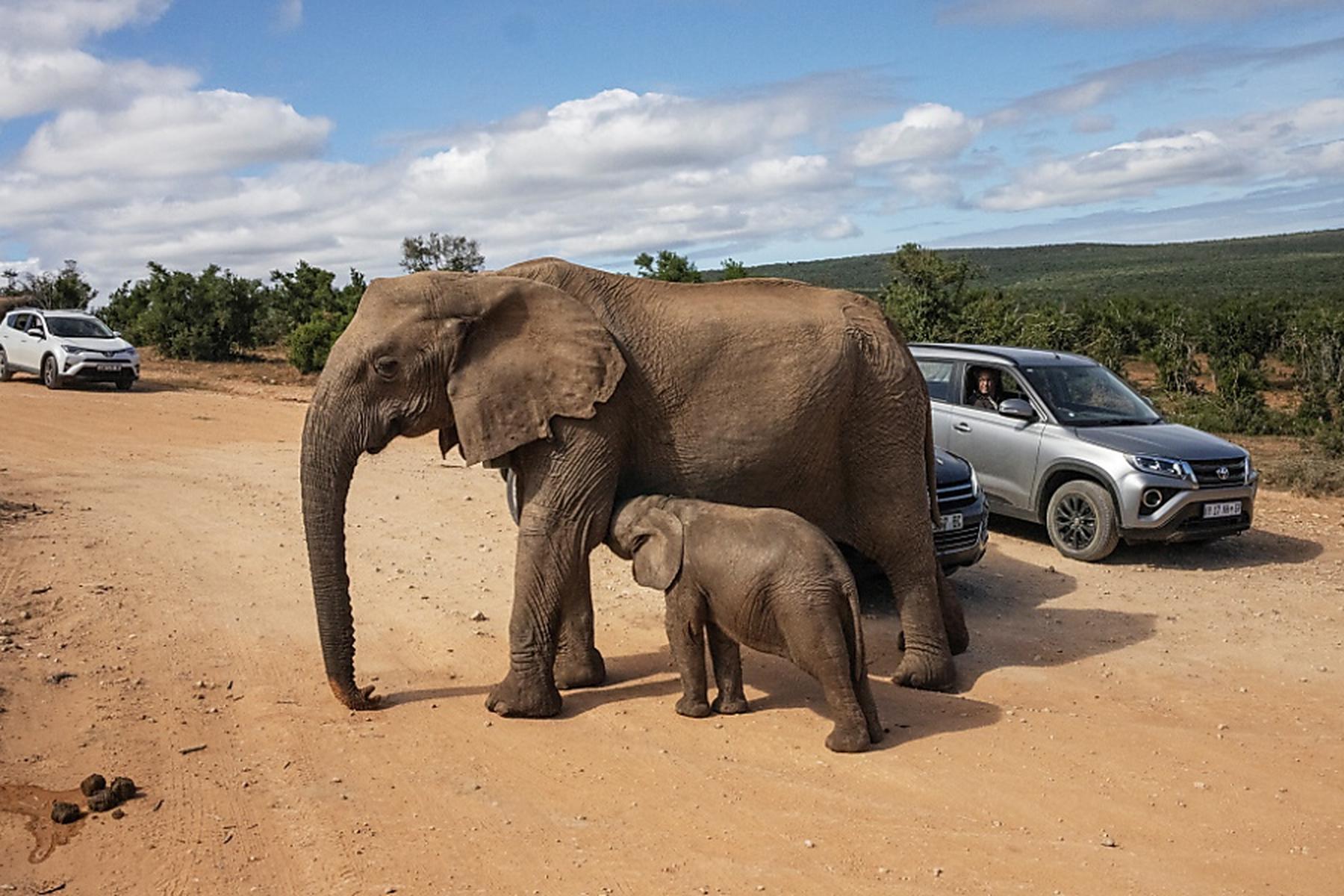 Johannesburg: Spanischer Tourist in Südafrika von Elefant getötet