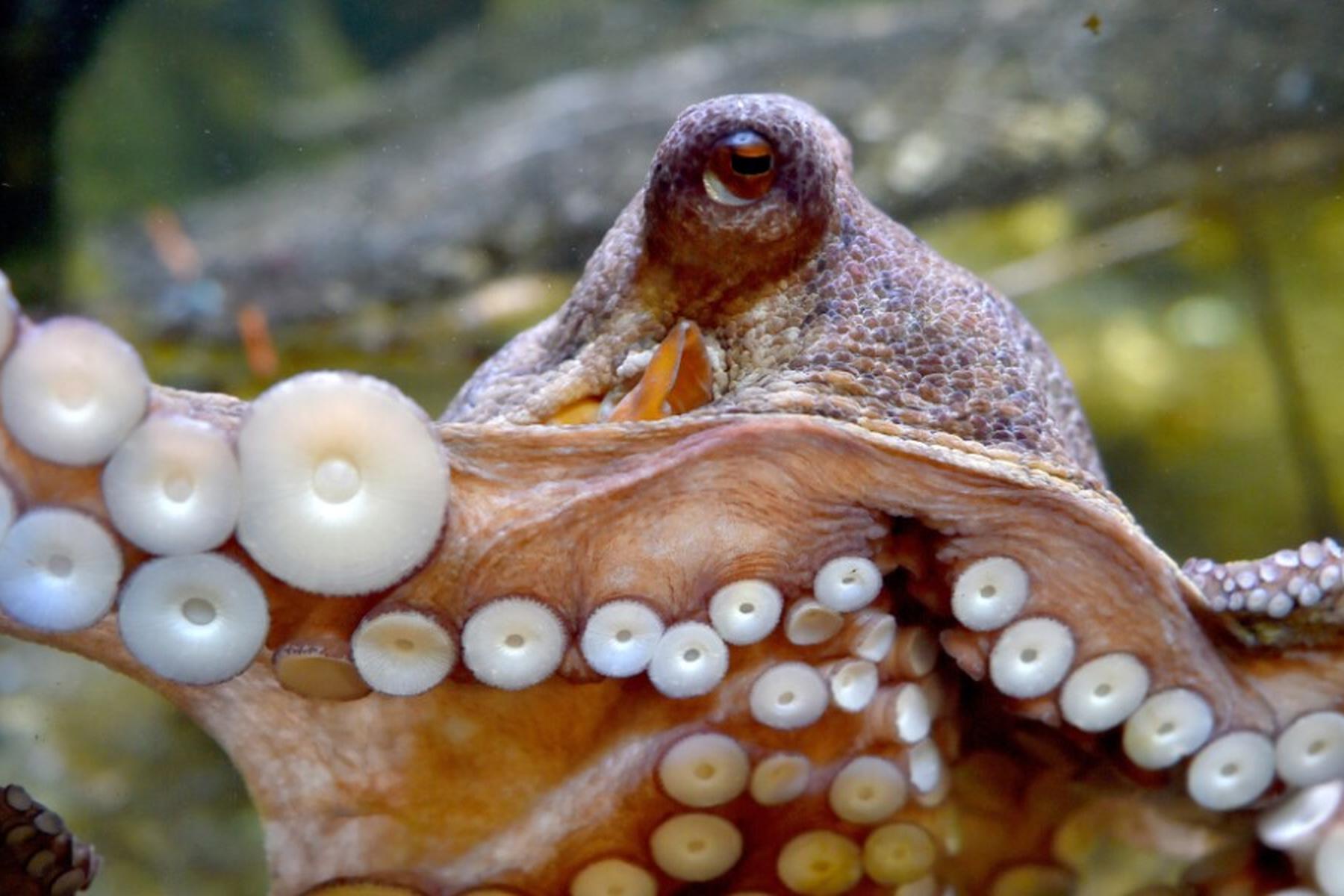 Boca Raton (Florida): Oktopusse benutzen bestimmte Arme für spezielle Aufgaben