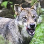 In Tirol wurde erneut ein Wolf geschossen | In Tirol wurde erneut ein Wolf geschossen