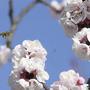 Marillenblüte besonders durch nahenenden Frost gefährdet | Marillenblüte besonders durch nahenenden Frost gefährdet