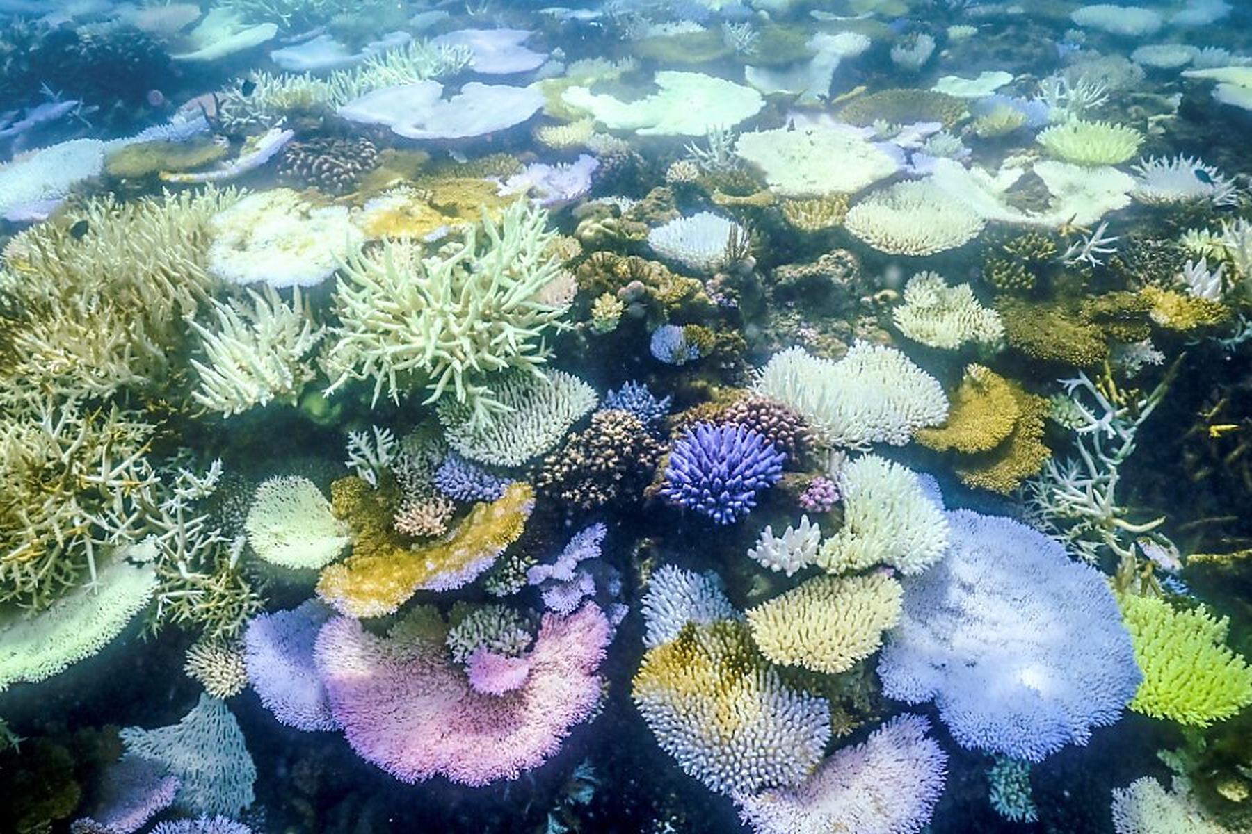 Sydney: Korallenbleiche am Great Barrier Reef so schlimm wie nie