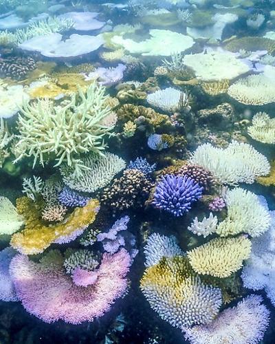 Korallenbleiche am Great Barrier Reef | Korallenbleiche am Great Barrier Reef