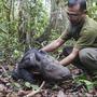 Das Sumatra-Nashornbaby ist eine kleine Sensation | Das Sumatra-Nashornbaby ist eine kleine Sensation