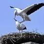 Auch Störche sind angesichts des warmen Februars schon angekommen | Auch Störche sind angesichts des warmen Februars schon angekommen