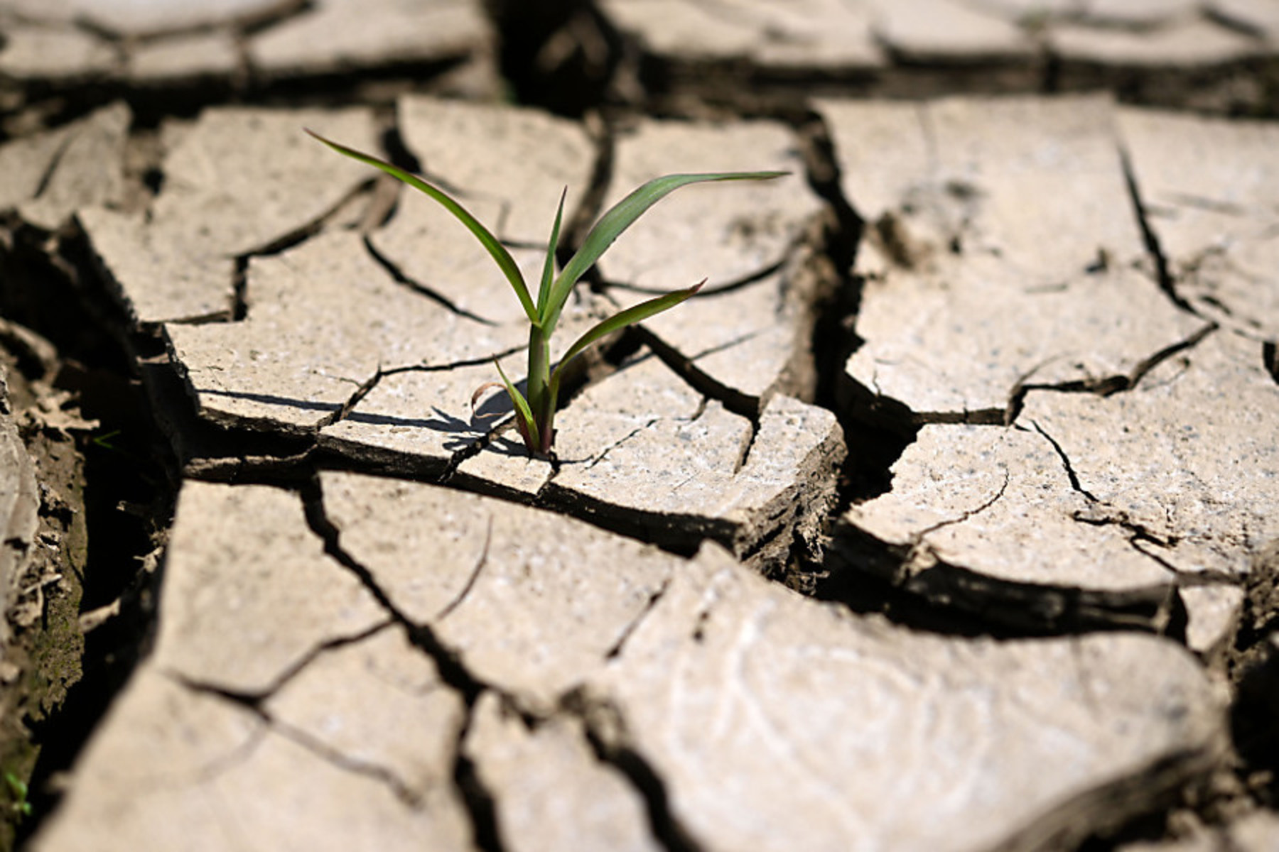 El Niño: Experten fürchten extreme Dürren und Starkregenereignisse