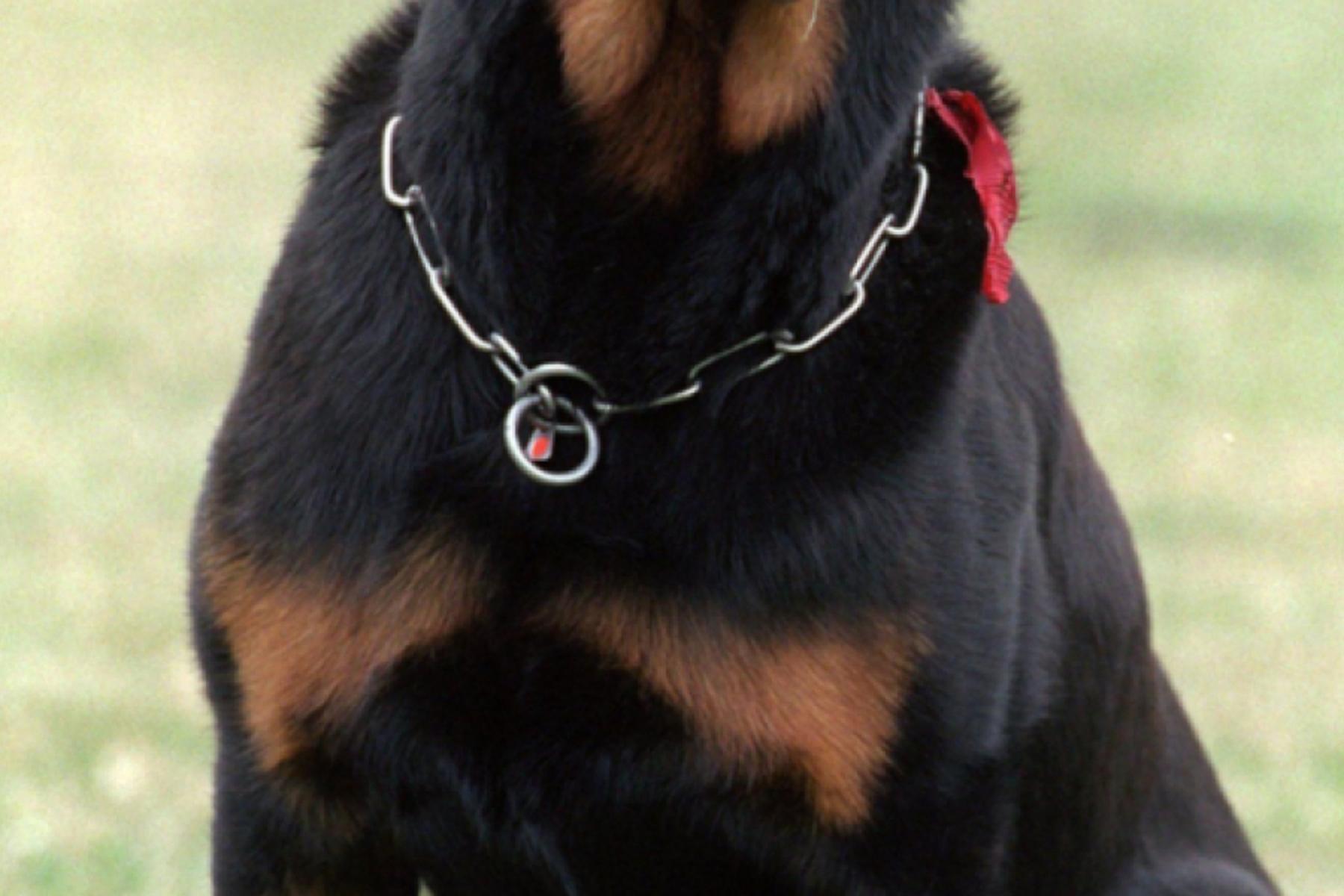 Lannach: Kleinkind in Weststeiermark von Rottweiler ins Bein gebissen