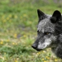 In Tirol wurde erneut ein Wolf geschossen | In Tirol wurde erneut ein Wolf geschossen