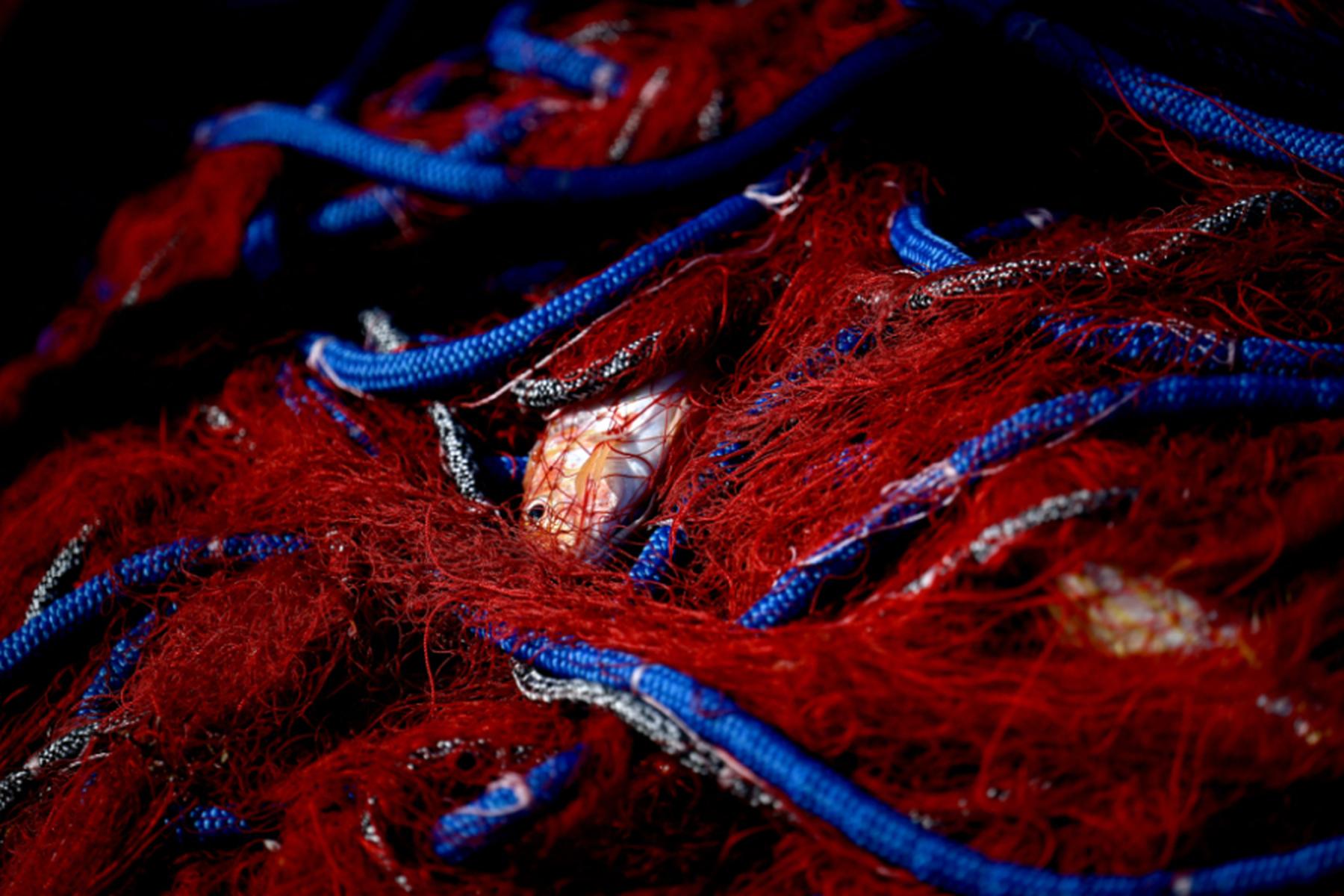 Rom: Klimawandel bedroht Fischbestände im Mittelmeer