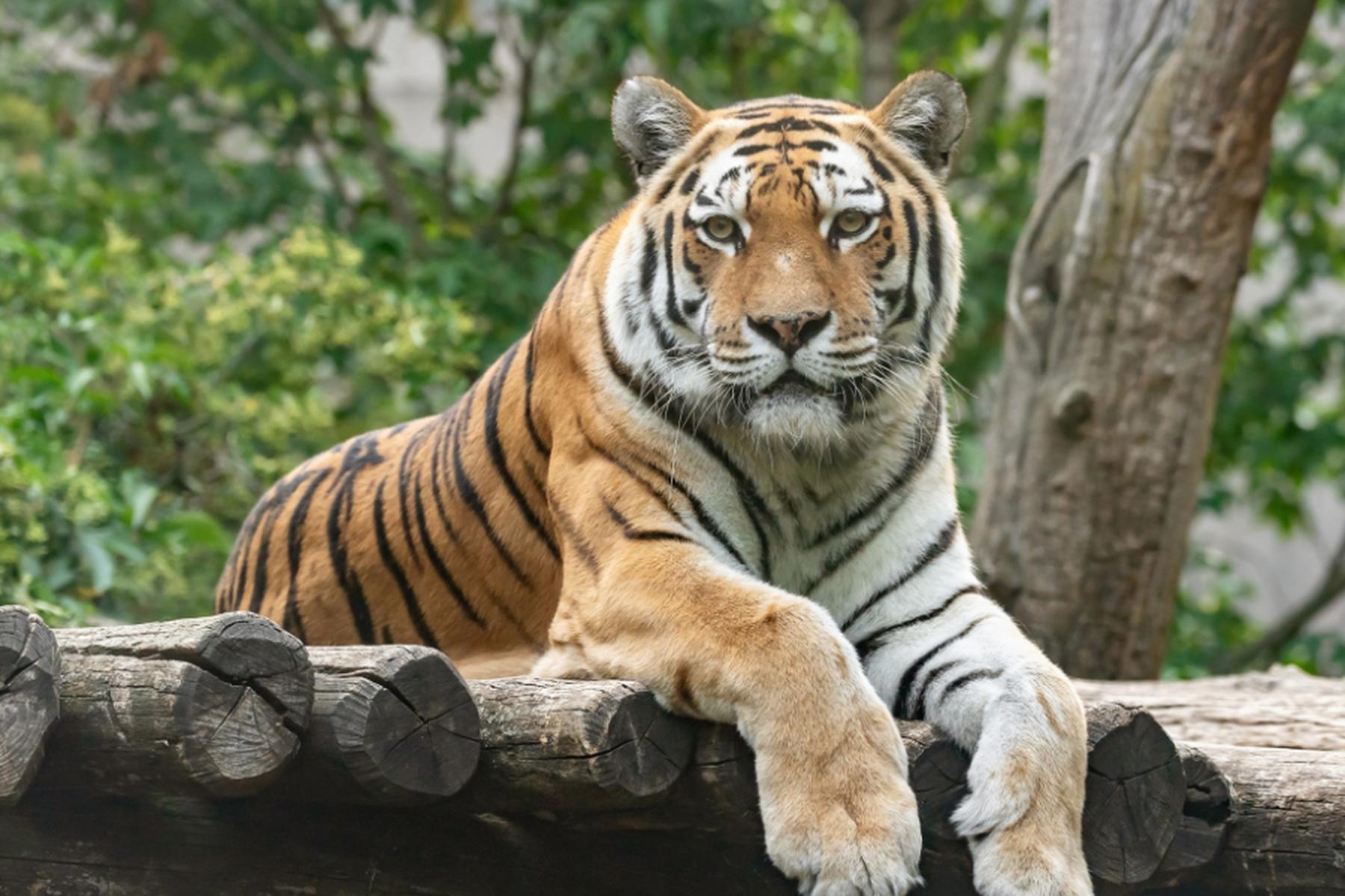 Wien: Tigerweibchen im Tiergarten Schönbrunn tot