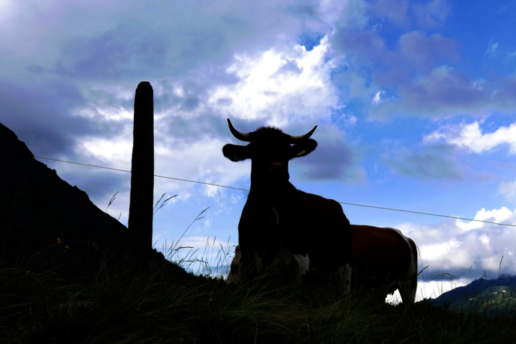 Ramsau am Dachstein: Kuhattacke auf Wanderer in Steiermark - Mann gestorben