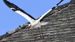 Gutes Futterangebot am Neusiedler See