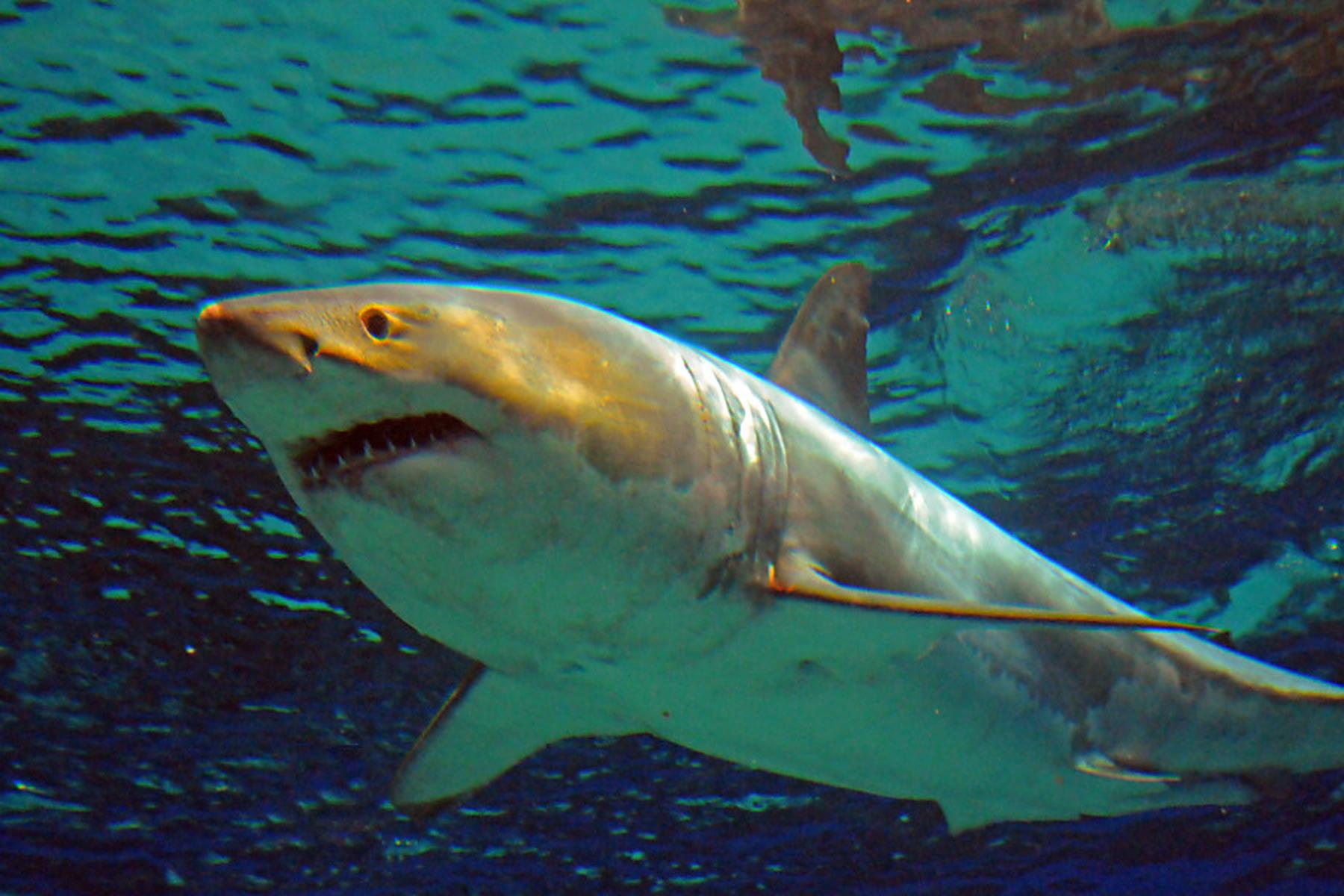 Rom: Weißer Hai im Mittelmeer vom Aussterben bedroht