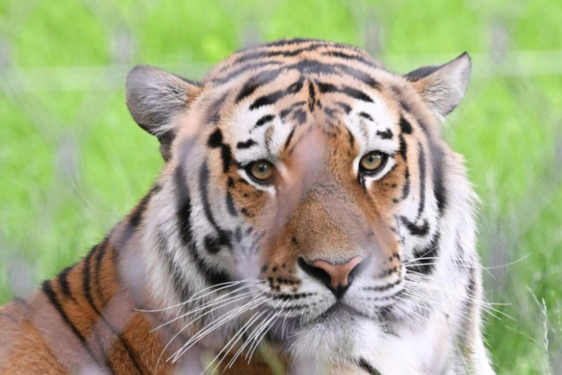 Jerusalem: Pfleger im Zoo von Jerusalem von Tiger getötet