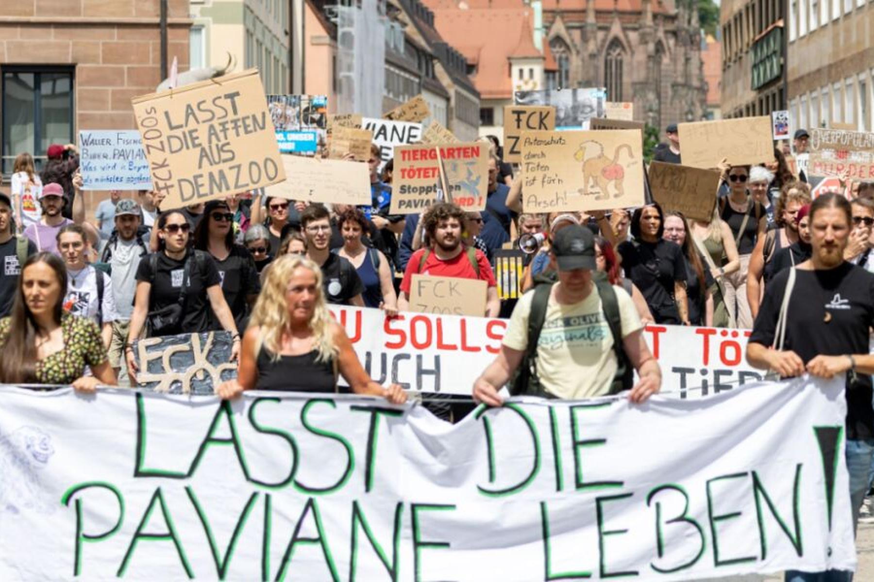Nürnberg: Protest gegen geplante Pavian-Tötung in Nürnberg