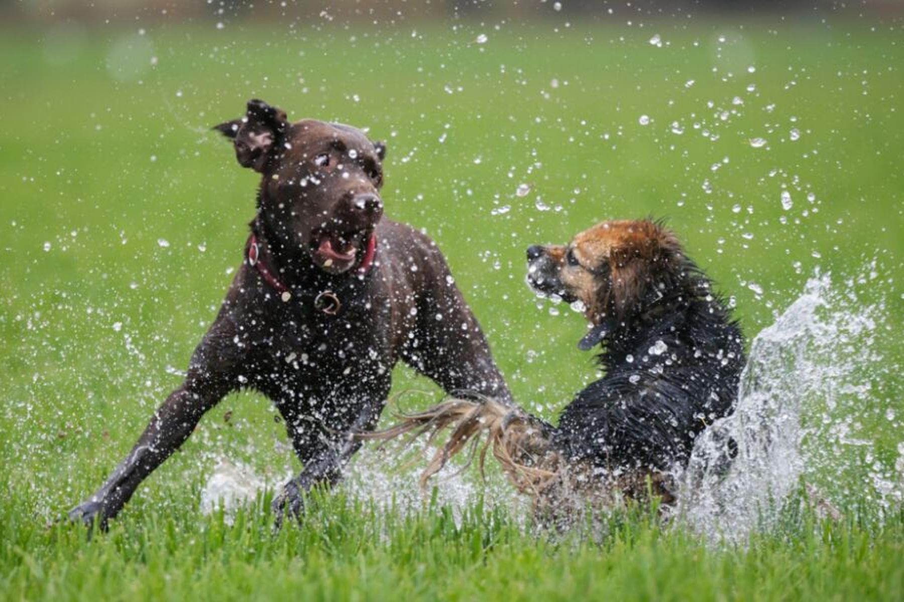 V Steegnu psi napadli in poškodovali sprehajalca