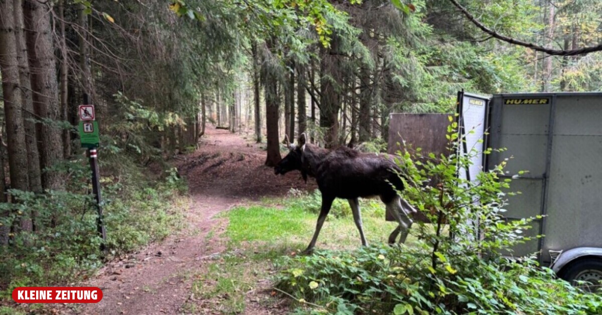 New home in the Czech Republic? Moose Emil has been sighted again