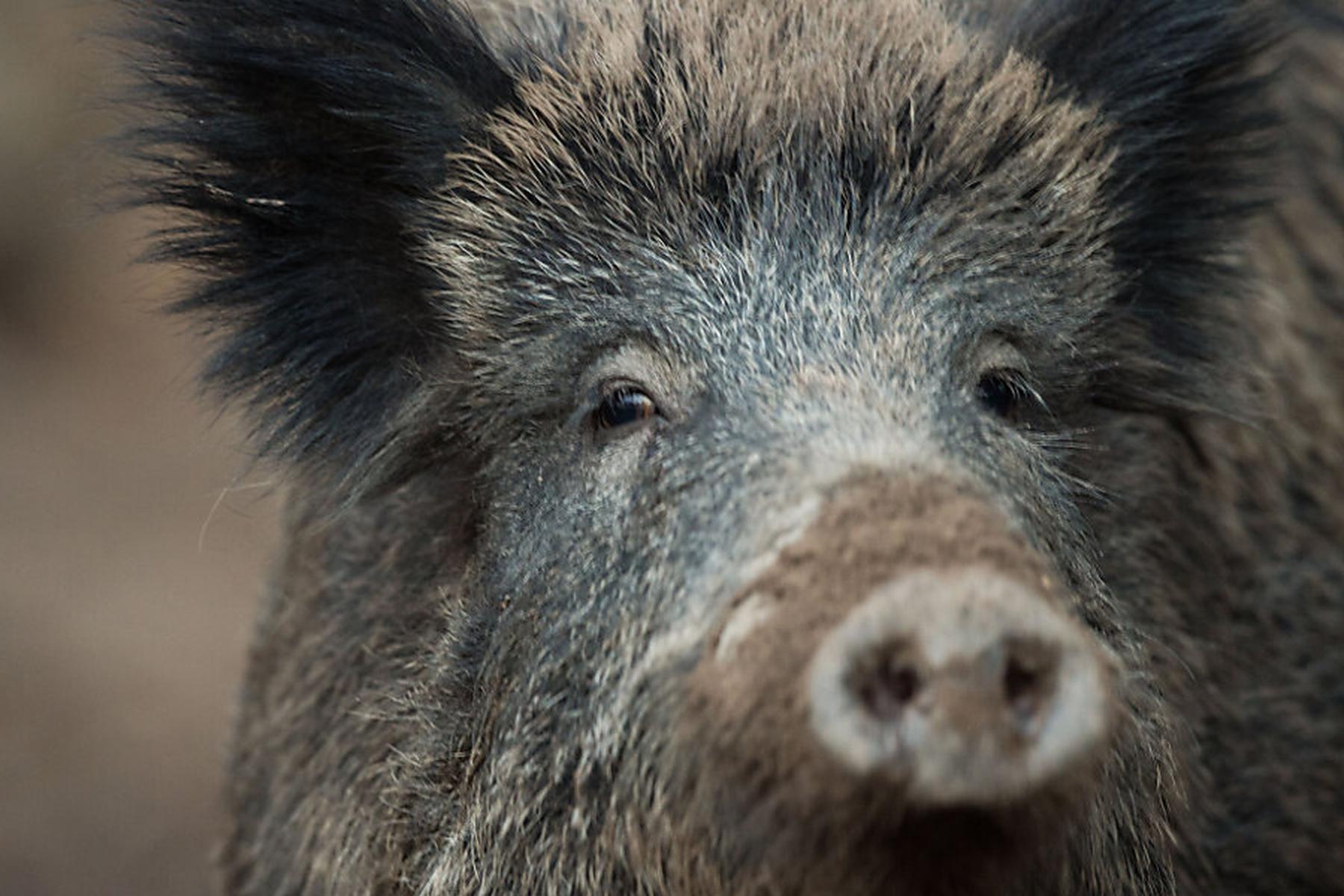 Hunde und Drohnen: Die Steiermark rüstet sich für die Afrikanische Schweinepest