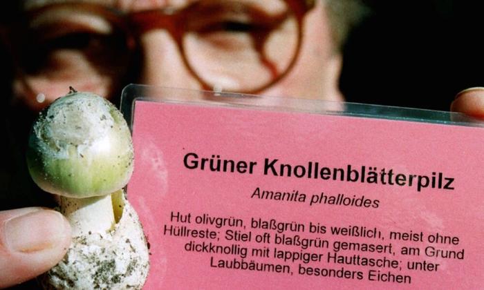 Der Verzehr des Grünen Knollenblätterpilzes endet meist tödlich | Der Verzehr des Grünen Knollenblätterpilzes endet meist tödlich