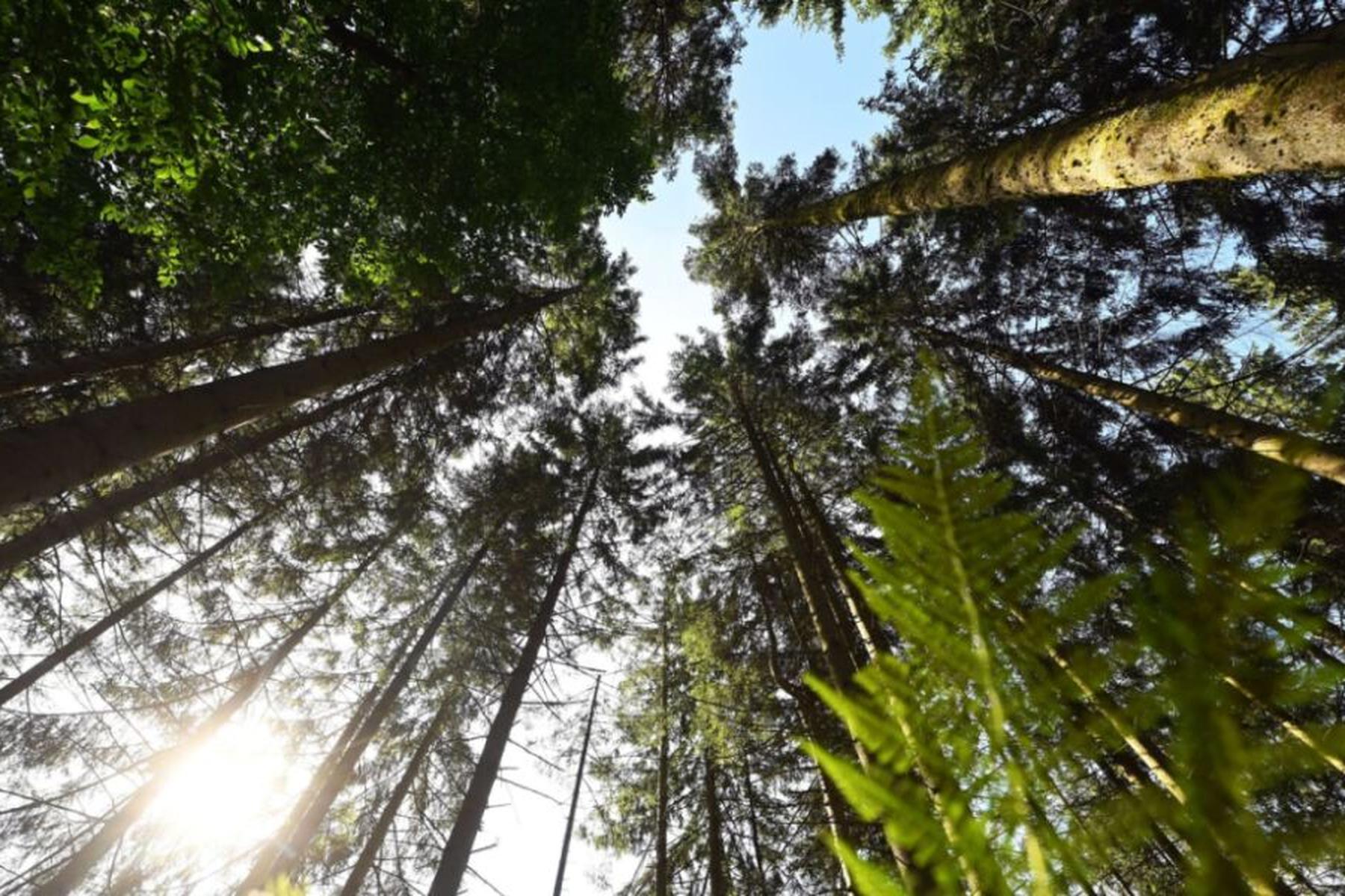 Innsbruck/Wien: Mehr Stickstoff im Boden verändert Nadelholz-Wachstum