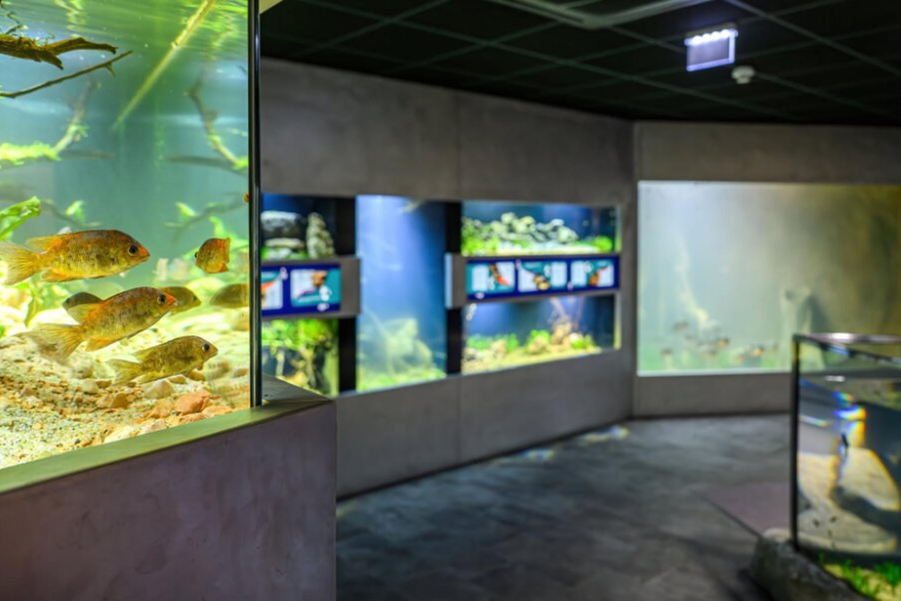 Na Dunaju odprli novo sladkovodno razstavo v Hiši morja