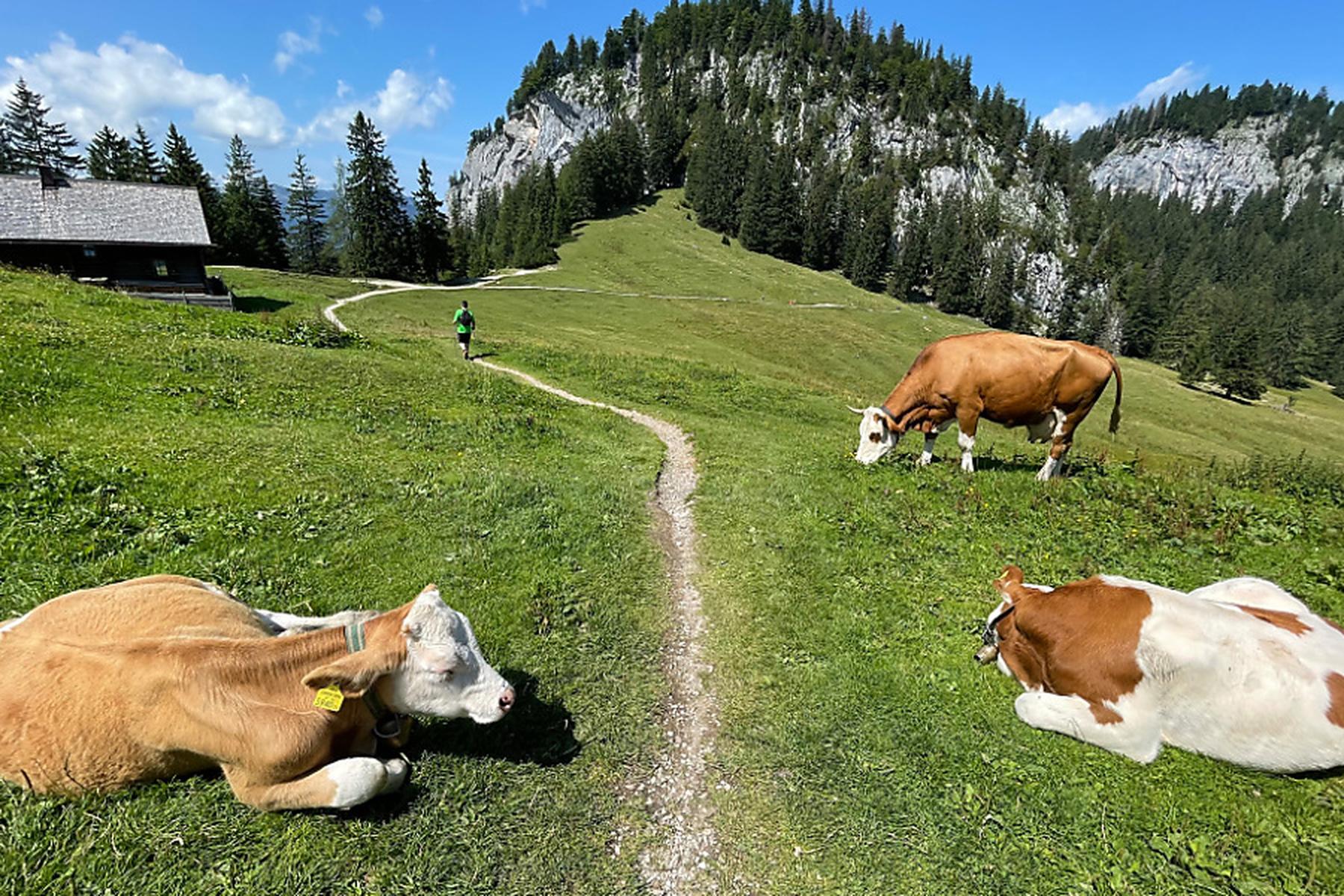 Heiterwang: Aggressive Kühe in Tirol griffen drei Wanderer an