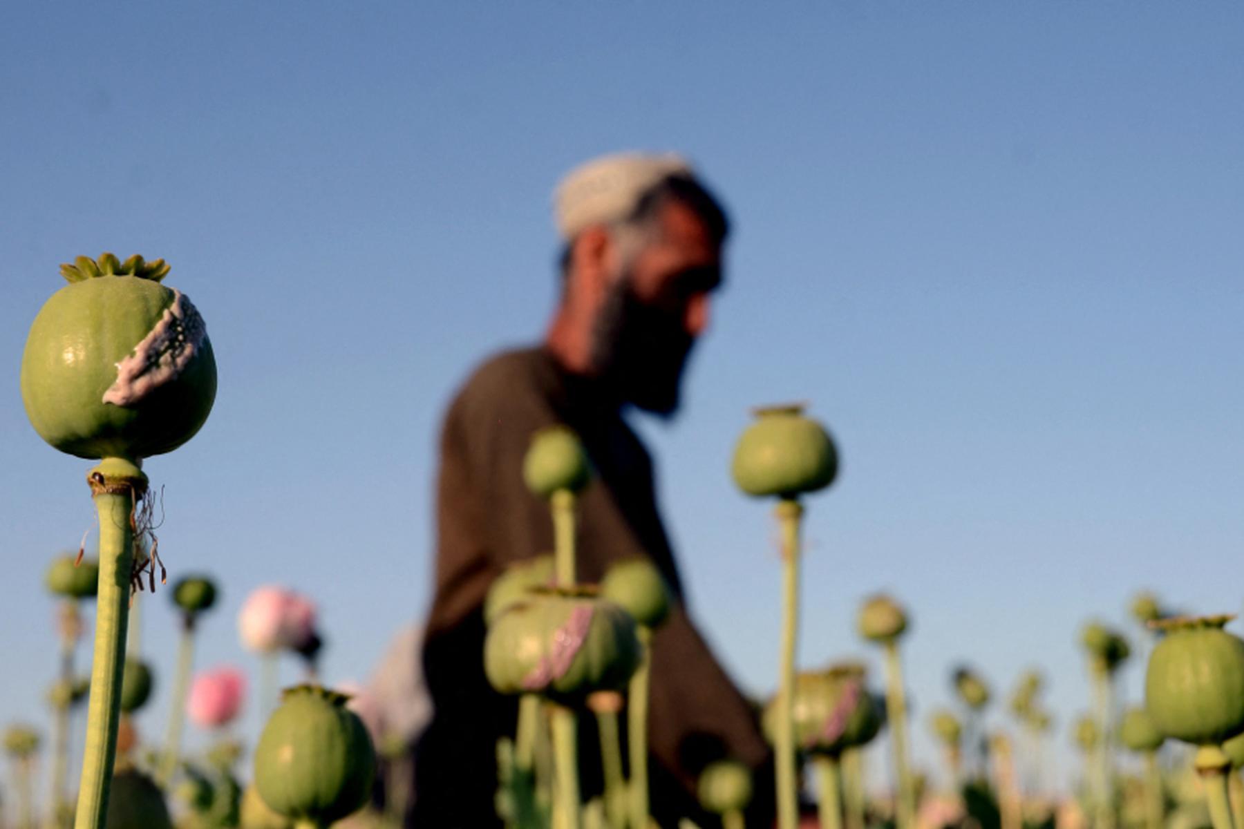 Kabul/Wien: Opiumproduktion in Afghanistan sinkt weiter