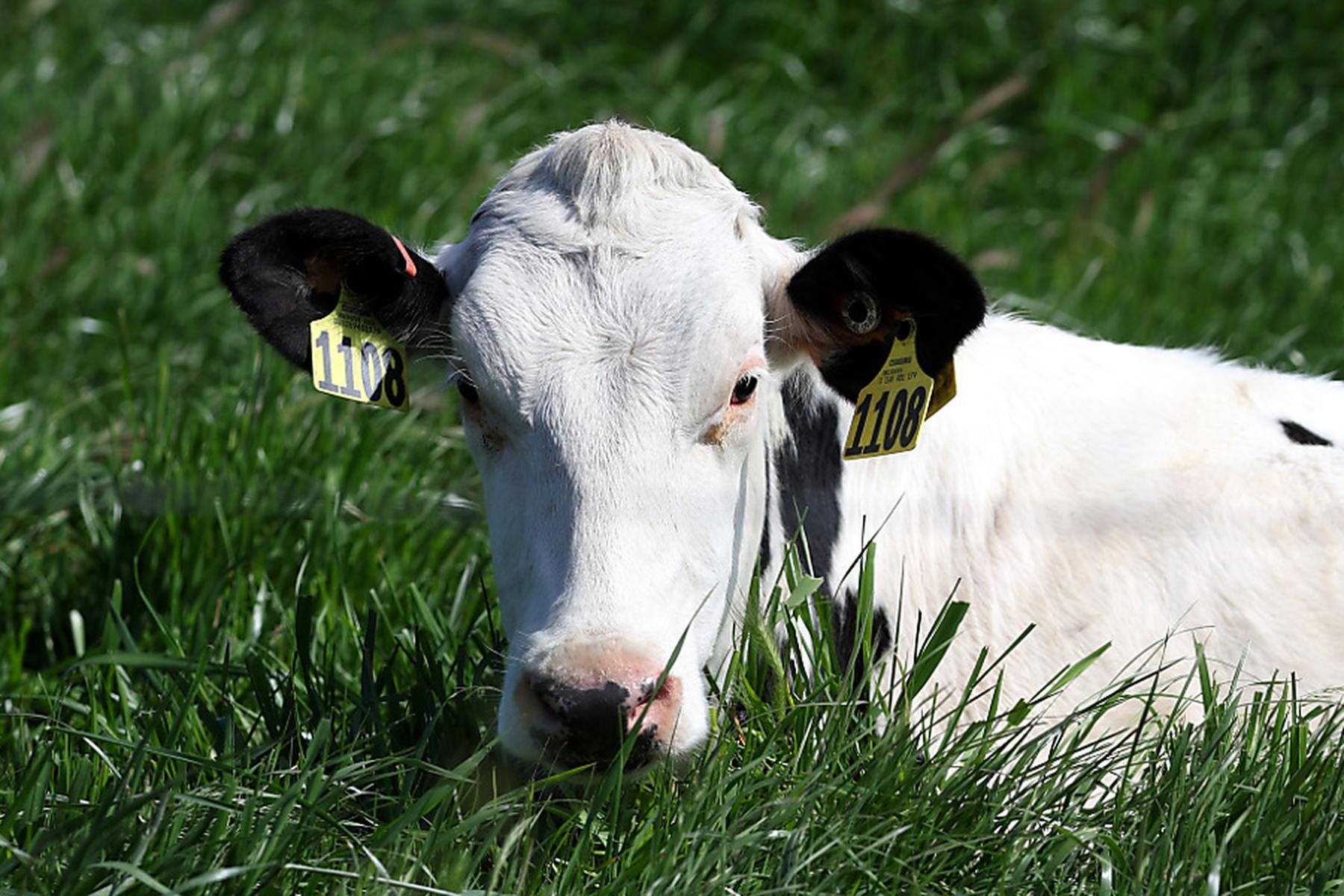 Washington: Weiterer Fall von Vogelgrippe in USA nach Kontakt mit Kühen